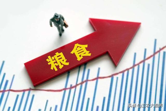 最新粮价走势揭秘，小巷深处的粮食秘境探索